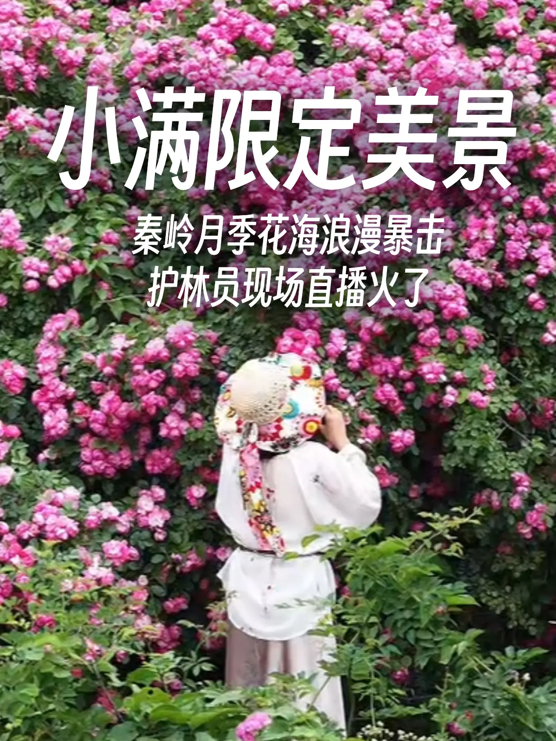 小满限定美景！秦岭月季花海浪漫暴击