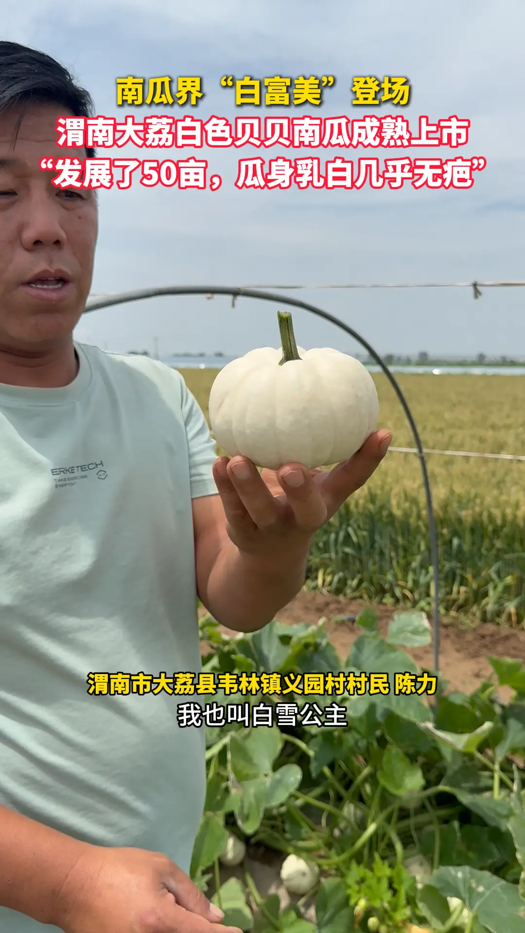 南瓜界“白富美”登场  渭南大荔白色贝贝南瓜成熟上市 