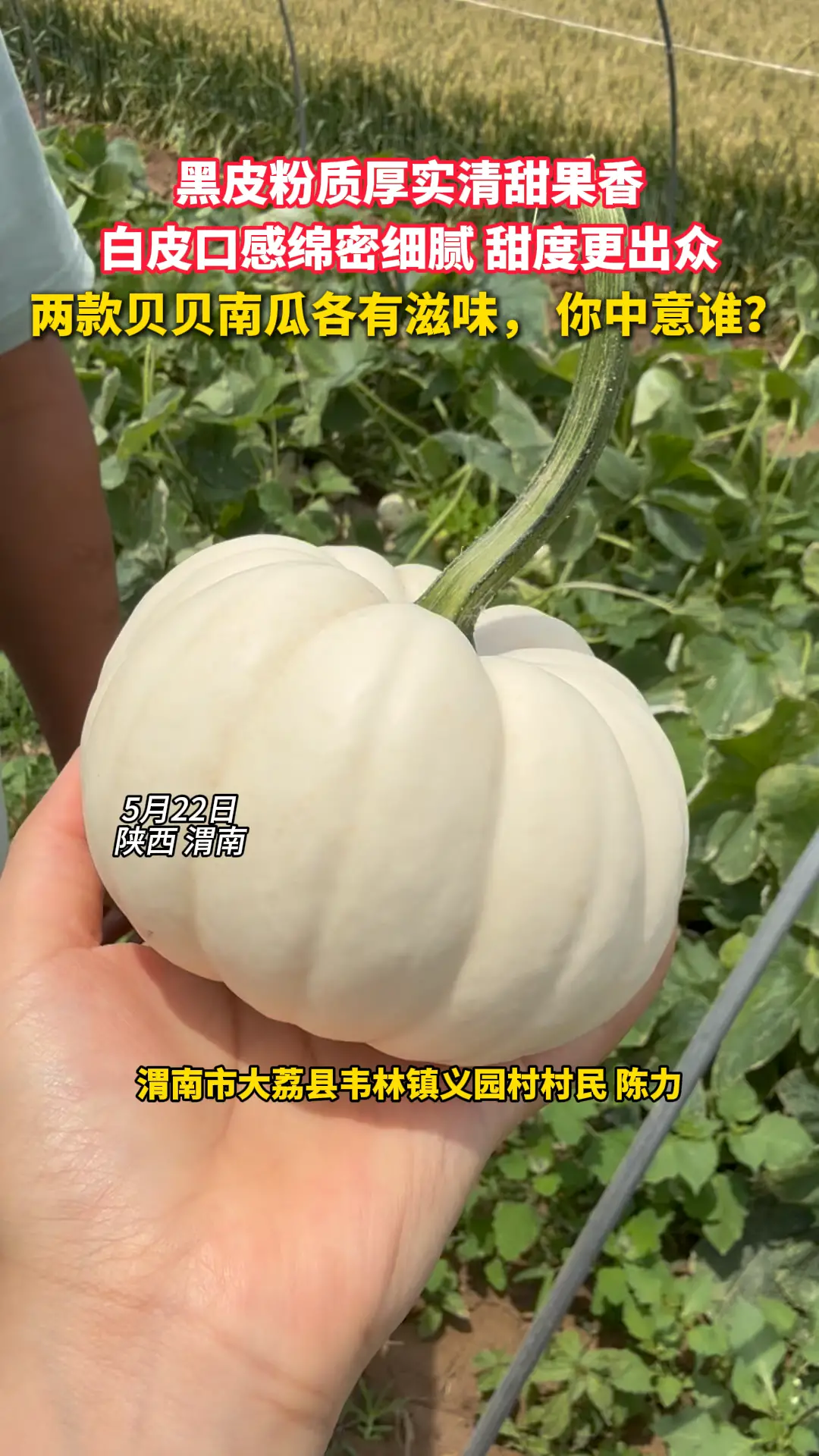 黑皮粉质厚实清甜果香 白皮口感绵密细腻 甜度更出众 两款贝贝南瓜各有滋味， 你中意谁？