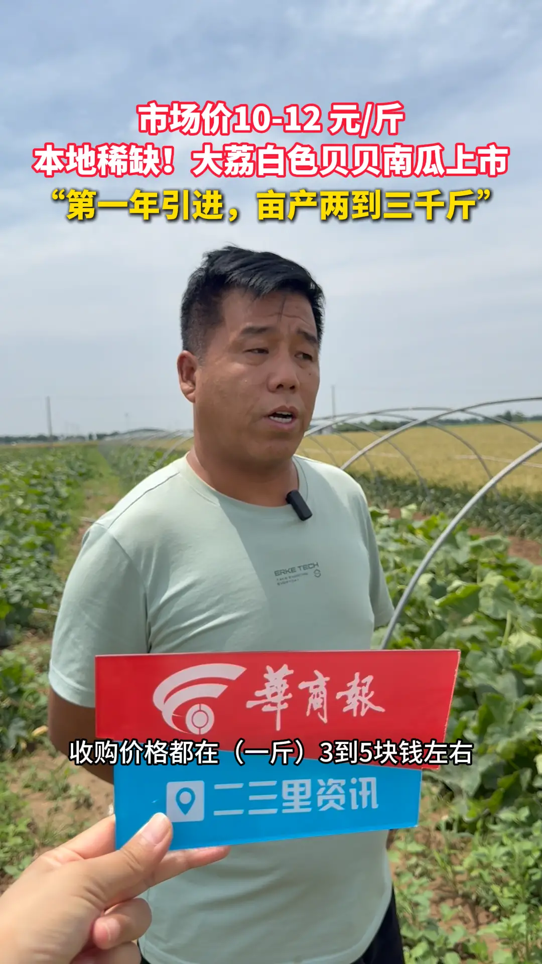 市场价10-12 元/斤 本地稀缺！大荔白色贝贝南瓜上市  “第一年引进，亩产两到三千斤”