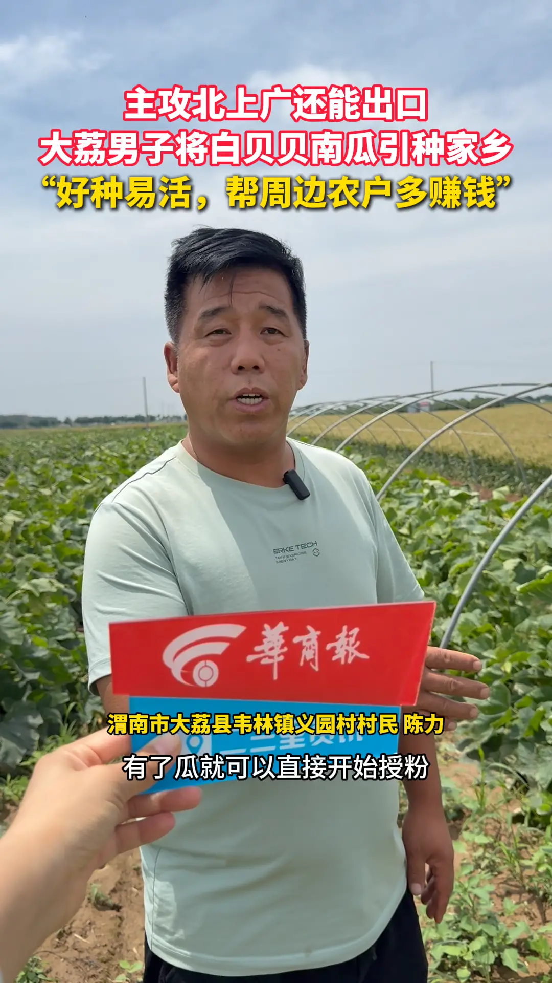 主攻北上广还能出口 大荔男子将白贝贝南瓜引种家乡 “好种易活，帮周边农户多赚钱”