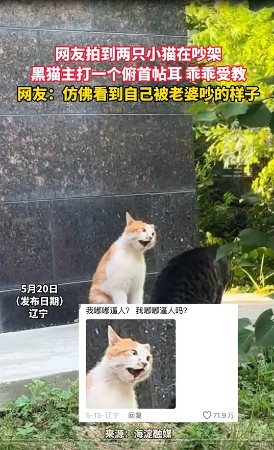 网友拍到两只小猫在吵架 黑猫主打一个俯首帖耳 乖乖受教 网友：仿佛看到自己被老婆吵的样子