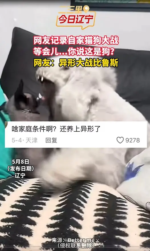 网友记录自家猫狗大战 等会儿...你说这是狗？ 网友：异形大战比鲁斯