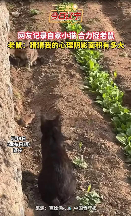 网友记录自家小猫 合力捉老鼠 老鼠：猜猜我的心理阴影面积有多大