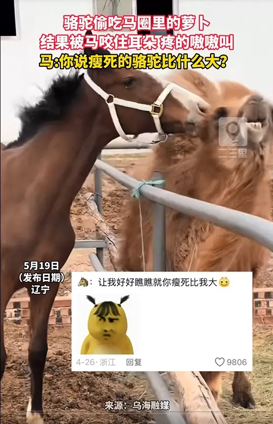 骆驼偷吃马圈里的萝卜 结果被马咬住耳朵 疼的嗷嗷叫 马:你说瘦死的骆驼比什么大？
