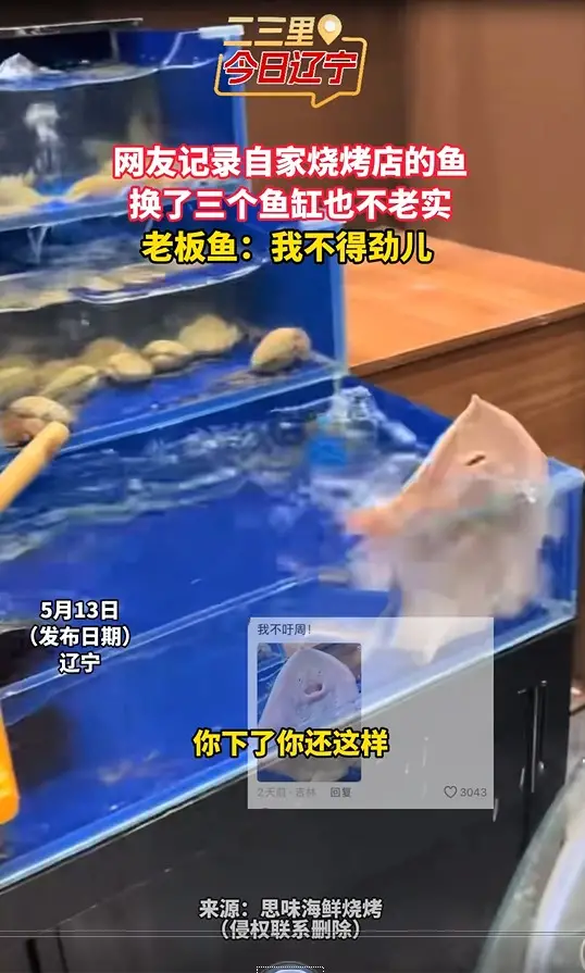 网友记录自家烧烤店的鱼 换了三个鱼缸也不老实 老板鱼：我不得劲儿 