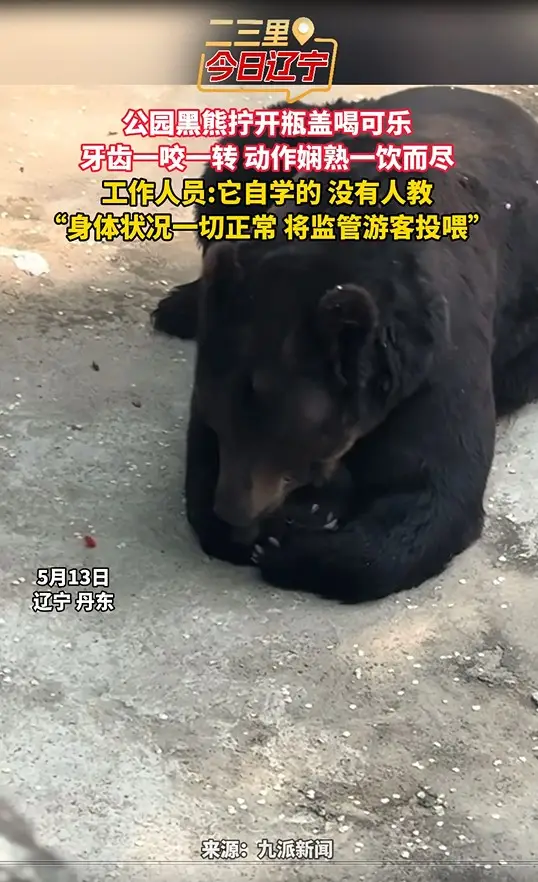 公园黑熊拧开瓶盖喝可乐 牙齿一咬一转 动作娴熟一饮而尽 工作人员:它自学的 没有人教 “身体状况一切正常 将监管游客投喂”