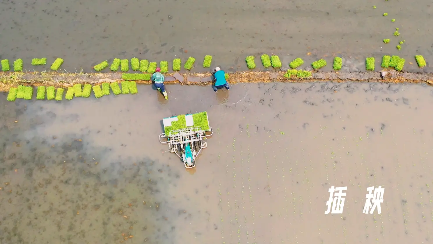 插秧序曲 | 九台田间农事忙 沃野田畴绘新景