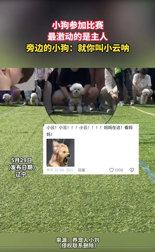 小狗参加比赛 最激动的是主人 旁边的小狗：就你叫小云呐
