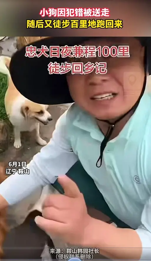 小狗因犯错被送走 随后又徒步百里地跑回来