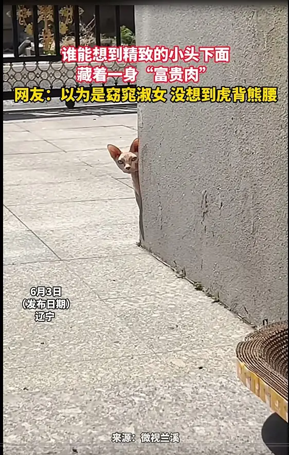 谁能想到精致的小头下面 藏着一身“富贵肉” 网友：以为是窈窕淑女 没想到虎背熊腰