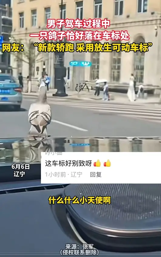 男子驾车过程中  一只鸽子恰好落在车标处 网友：“新款轿跑 采用放生可动车标”