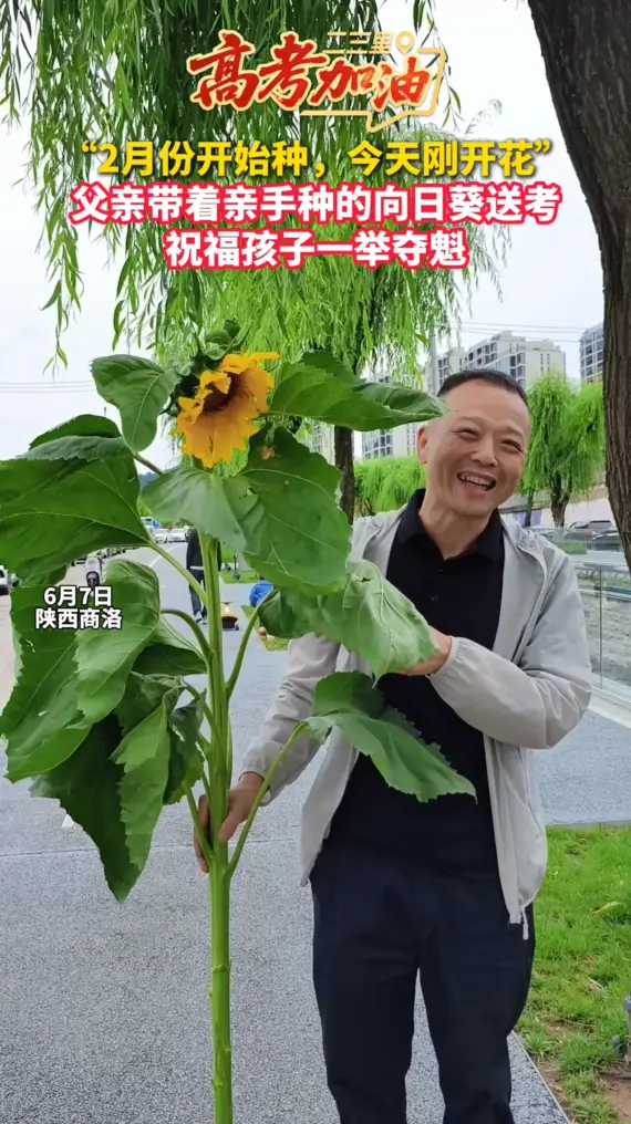 “2月份开始种，今天刚开花”，父亲带着亲手种的向日葵送考，祝福孩子一举夺魁