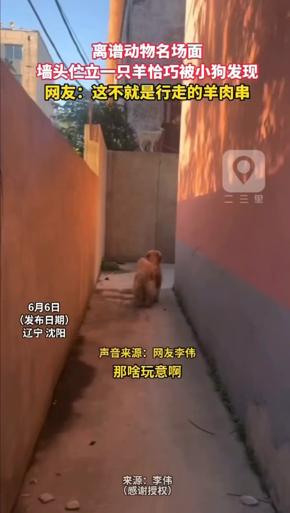 离谱动物名场面 墙头伫立一只羊恰巧被小狗发现 网友：这不就是行走的羊肉串