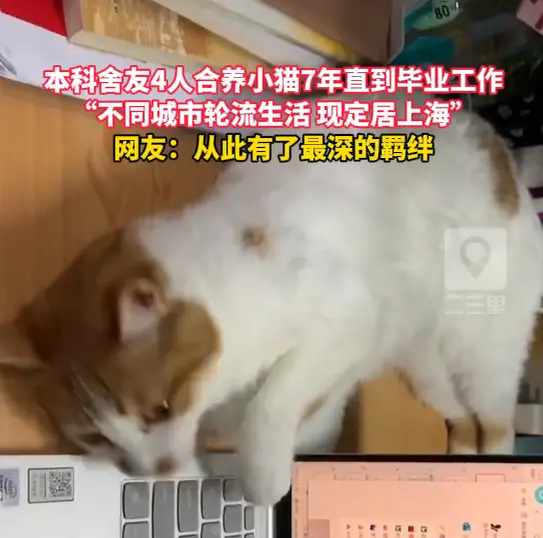 本科舍友4人合养小猫7年直到毕业工作，从此有了最深的羁绊