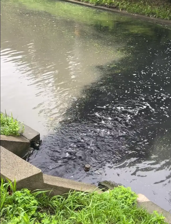 上海一排水口大量黑色液体直排河道，最新回应：污水管破损渗漏导致，昨晚已封堵渗漏点，目前正全面排查