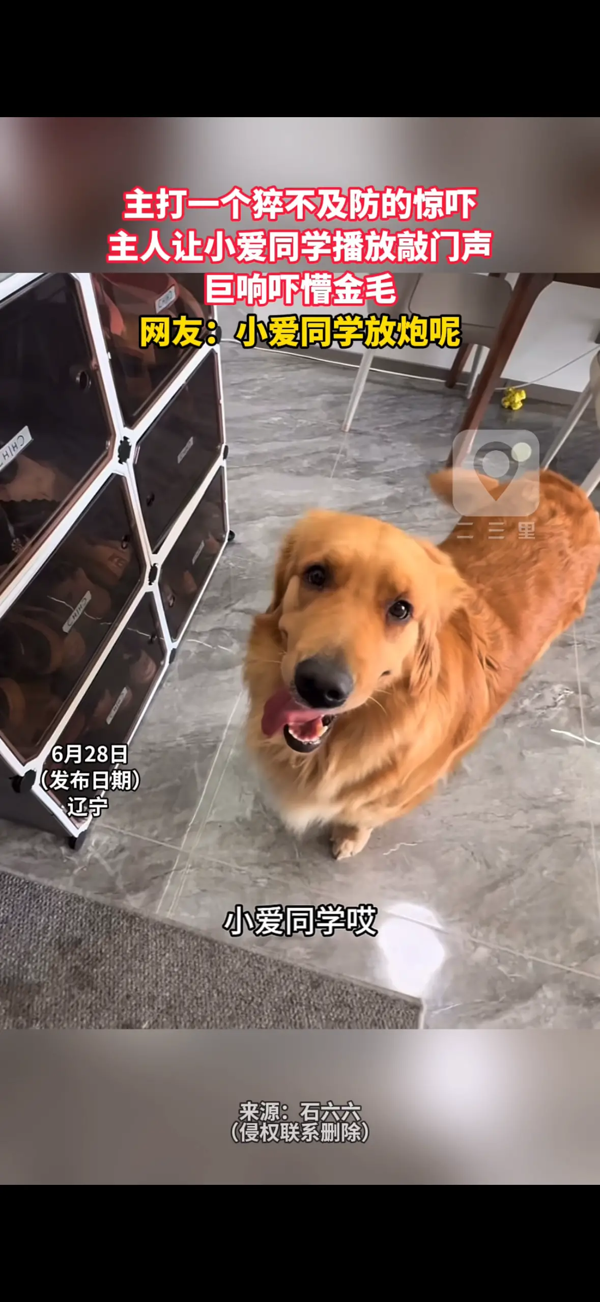 主打一个猝不及防的惊吓 主人让小爱同学播放敲门声 巨响吓懵金毛 网友：小爱同学放炮呢