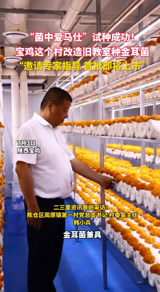 “菌中爱马仕"试种成功! 宝鸡这个村改造旧教室种金耳菌" 邀请专家指导首批即将上市”