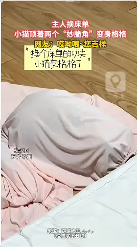 主人换床单 小猫顶着两个“妙脆角”变身格格 网友：哎呦喂~您吉祥