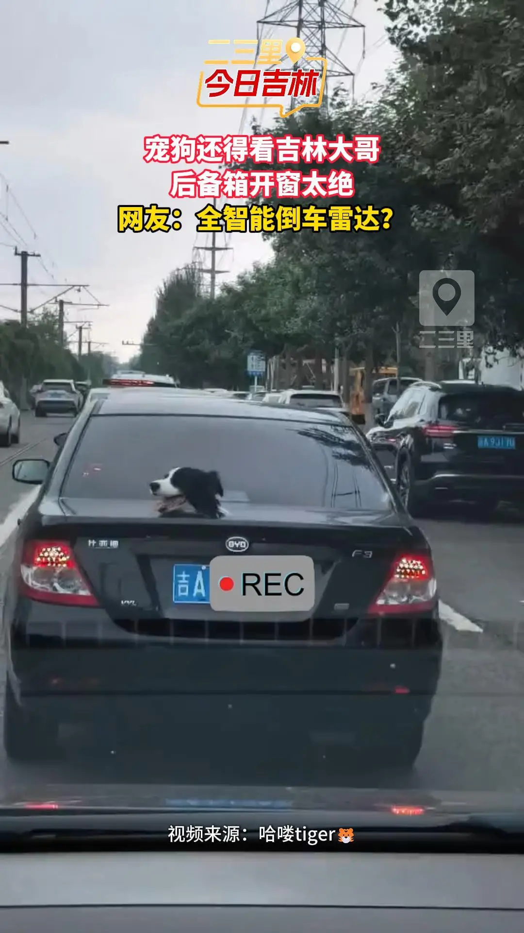 吉林车主贴心改造爱车后备箱，只为让随行小狗一路通风舒适