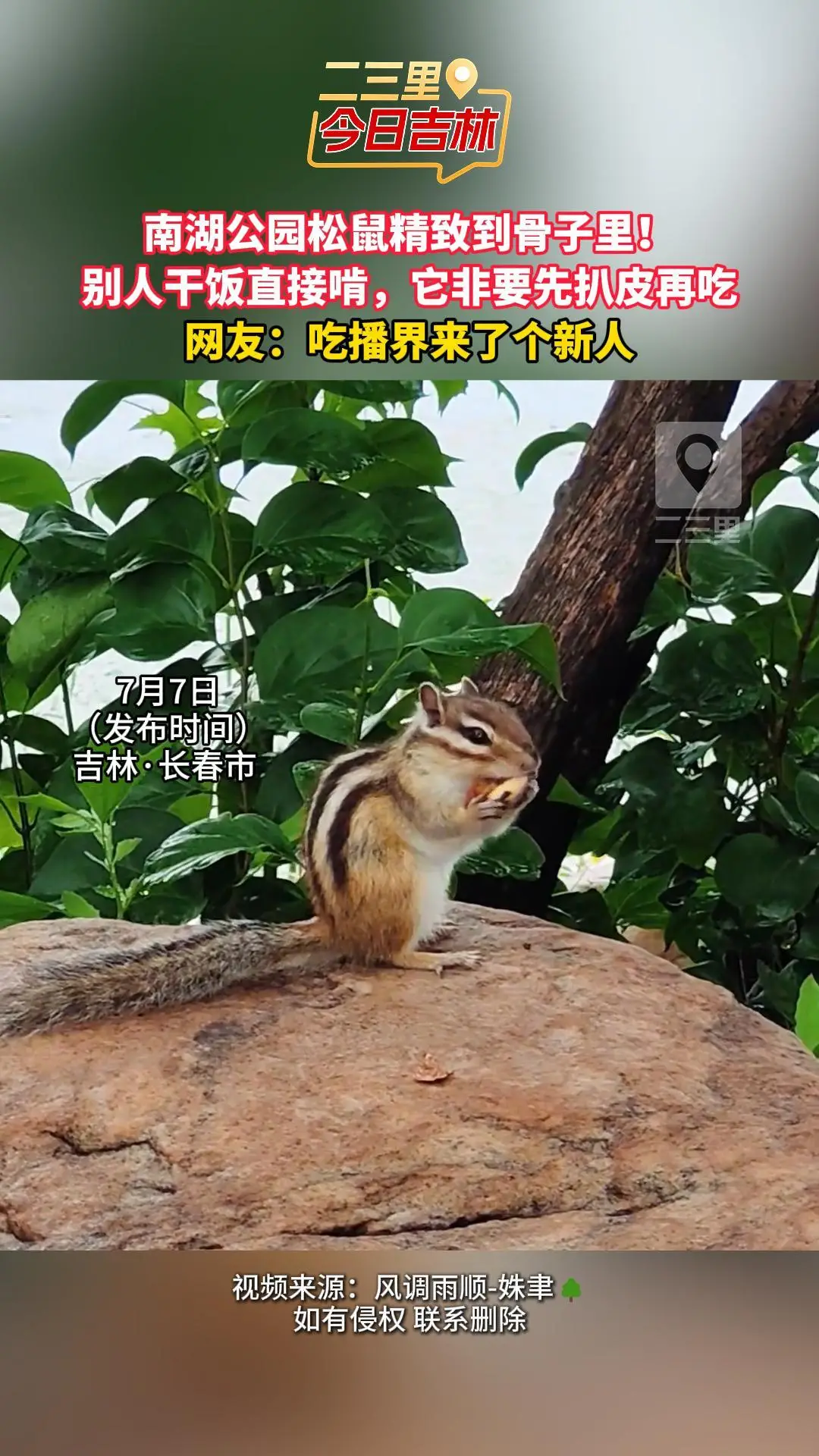 来长春南湖公园偶遇精致小松鼠，干饭第一步先扒皮，仪式感刻进 DNA