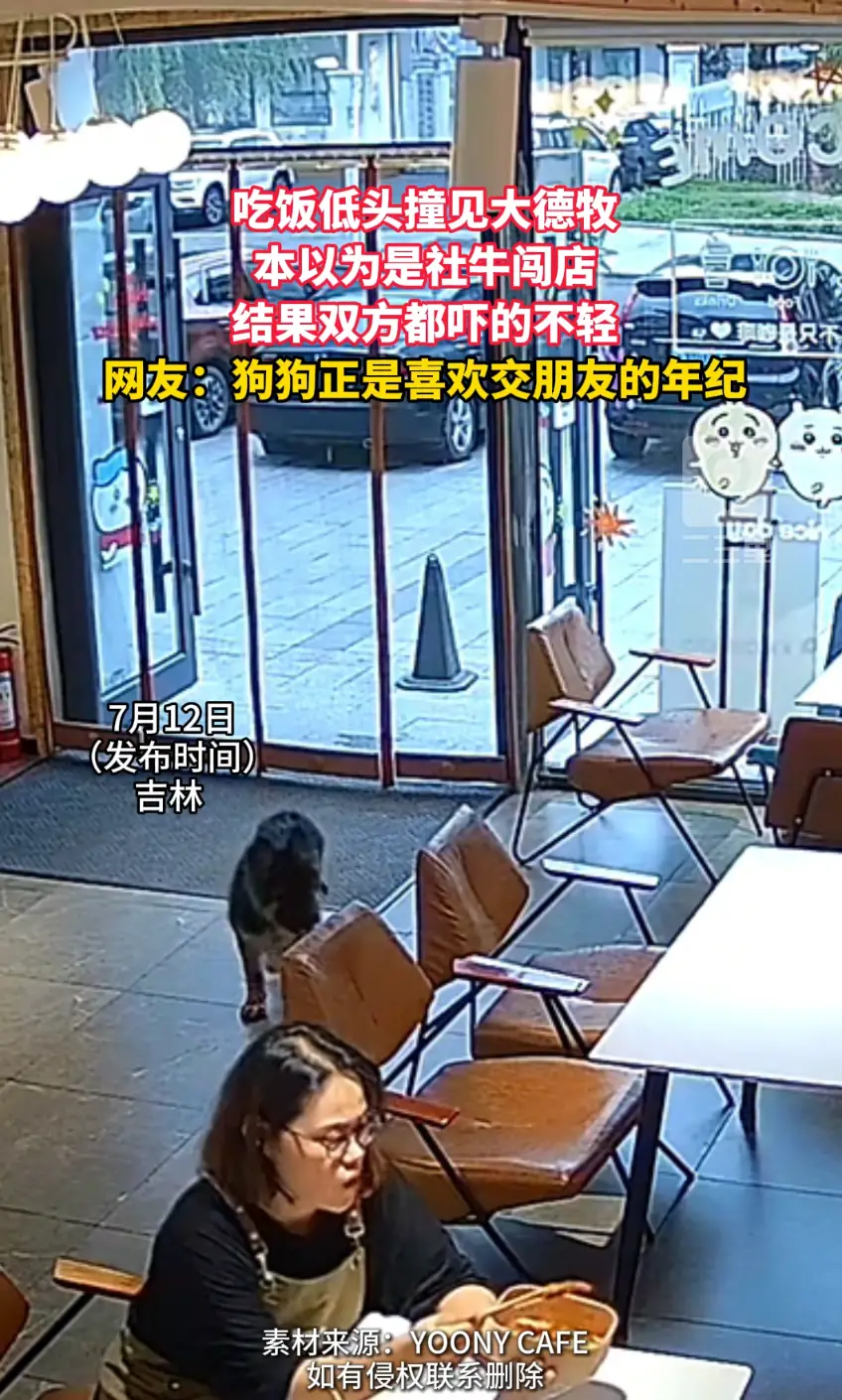 吃饭低头撞见大德牧，俩人同时愣住，这波是双向惊吓