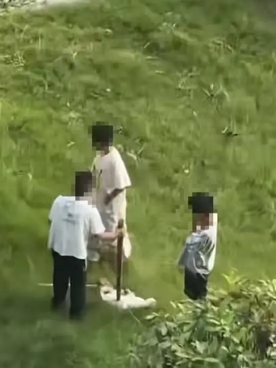 徐州一小区三名男孩虐猫致死亡  当地公安：已找家长批评教育  律师：涉事监护人应承担相应责任