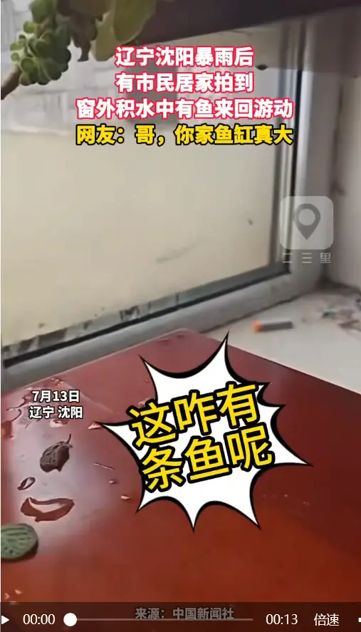 辽宁沈阳暴雨后 有市民居家拍到 窗外积水中有鱼来回游动 网友：哥，你家鱼缸真大