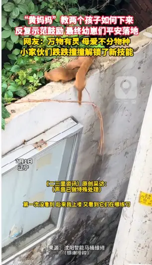 “黄妈妈”教两个孩子如何下来 反复示范鼓励 最终幼崽们平安落地 网友：万物有灵 母爱不分物种 小家伙们跌跌撞撞解锁了新技能