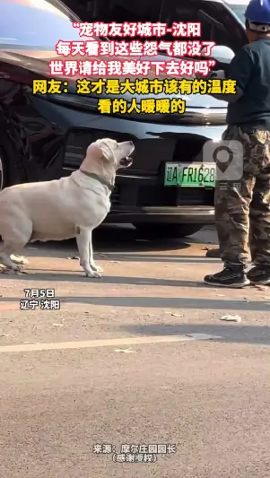 “宠物友好城市-沈阳  每天看到这些怨气都没了 世界请给我美好下去好吗” 网友：这才是大城市该有的温度 看的人暖暖的