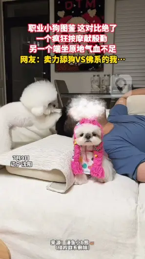 职业小狗图鉴 这对比绝了 一个疯狂按摩献殷勤  另一个端坐原地气血不足 网友：卖力舔狗VS佛系的我…