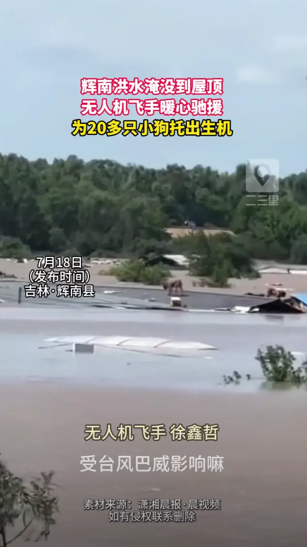 吉林辉南洪水淹至屋顶，无人机飞手暖心救下 20 多只被困小狗