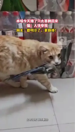 养猫这么多年，第一次收到活的礼物，谢谢，下次别送了
