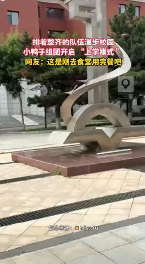 排着整齐的队伍漫步校园，小鸭子组团开启 “上学模式 ”