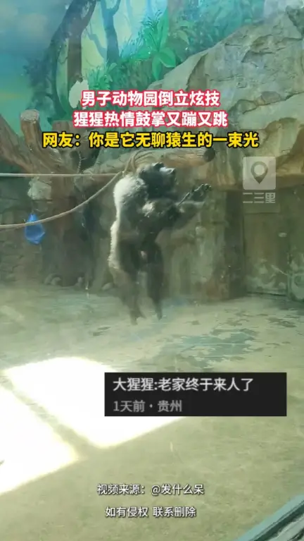 小哥倒立整活，猩猩在线疯狂应援，鼓掌蹦跳停不下来。