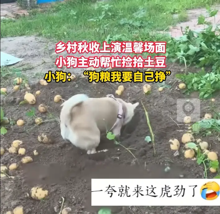 小狗化身秋收小帮工，在地里面帮忙收土豆，干活相当认真