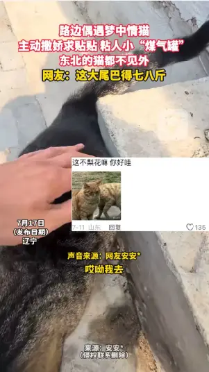 路边偶遇梦中情猫 主动撒娇求贴贴 粘人小“煤气罐” 东北的猫都不见外 网友：这大尾巴得七八斤