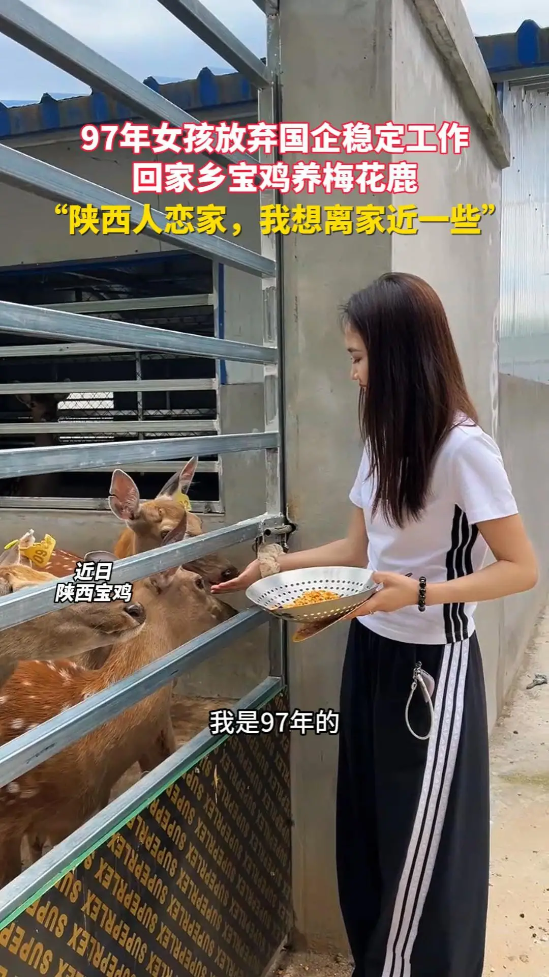97年女孩放弃国企稳定工作回家乡宝鸡养梅花鹿 “陕西人恋家，我想离家近一些”