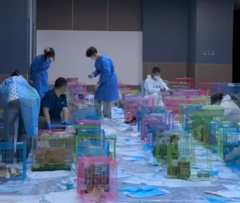 莱州猫车事件后续，烟台爱心团队接力救援，转运 400余只流浪猫，百余志愿者通宵救助，猫咪急需药品、生活用品
