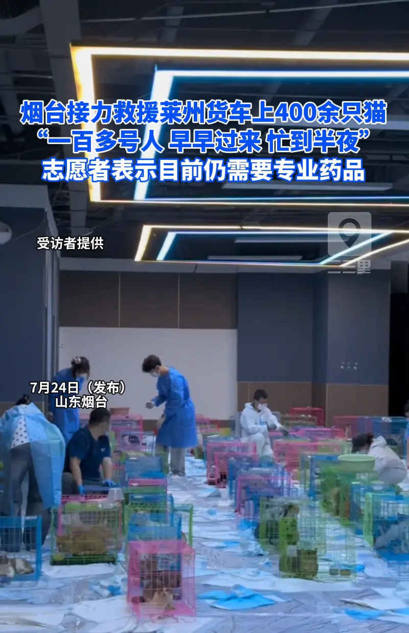 莱州猫车事件后续，烟台爱心团队接力救援，转运 400余只流浪猫