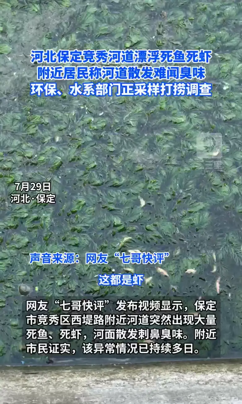 保定竞秀区西堤路河道出现大量死鱼死虾，水体发臭，多部门介入采样排查