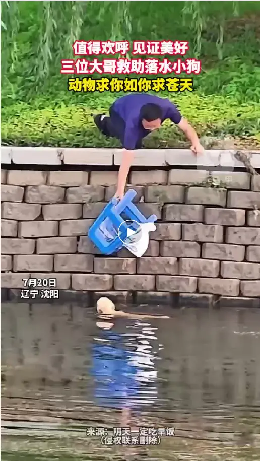 值得欢呼 见证美好 三位大哥救助落水小狗 网友：狗狗逃跑回头看了一眼“人，谢谢”