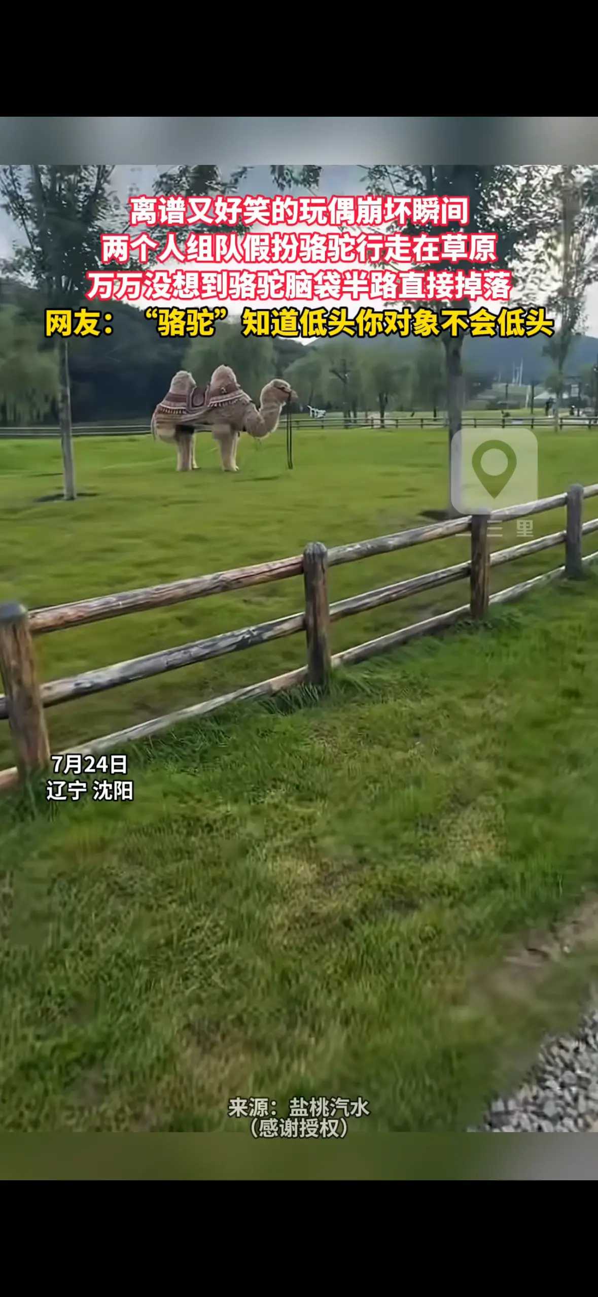 离谱又好笑的玩偶崩坏瞬间 两个人组队假扮骆驼行走在草原 万万没想到骆驼脑袋半路直接掉落 网友：“骆驼”知道低头你对象不会低头