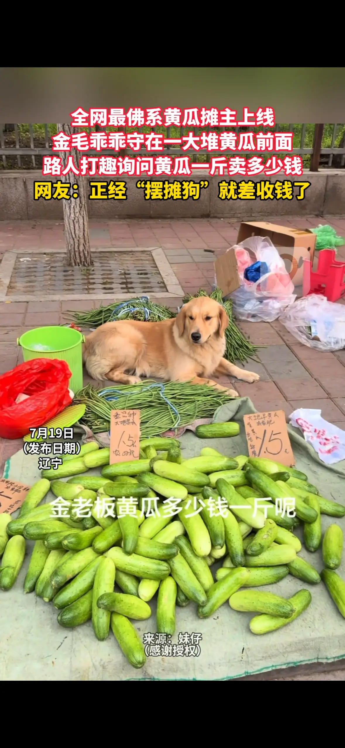 全网最佛系黄瓜摊主上线 金毛乖乖守在一大堆黄瓜前面 路人打趣询问黄瓜一斤卖多少钱 网友：正经“摆摊狗”就差收钱了