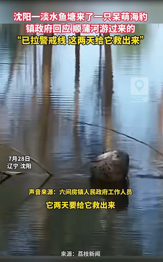 沈阳一淡水鱼塘来了一只呆萌海豹 镇政府回应 顺蒲河游过来的 “已拉警戒线 这两天给它救出来”