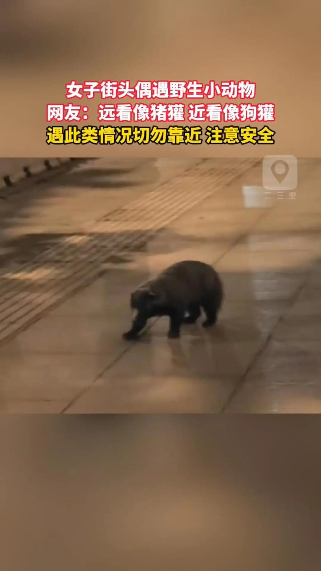 女子街头偶遇野生小动物 网友：远看像猪獾 近看像狗獾 遇此类情况切勿靠近 注意安全