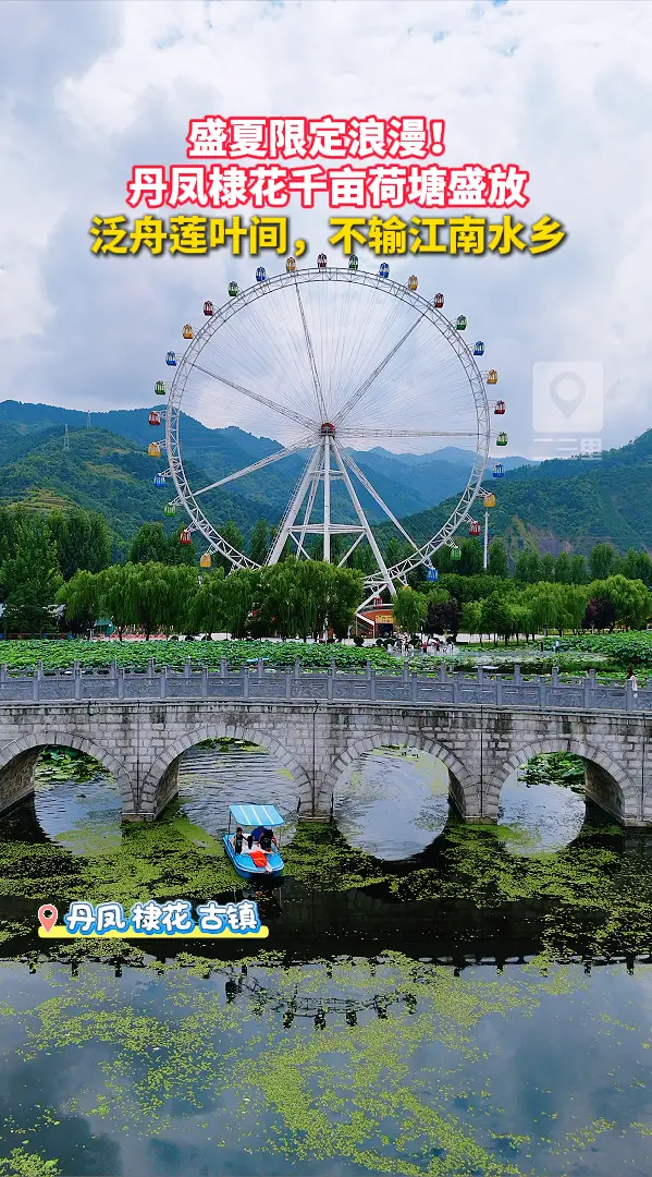 盛夏限定浪漫！丹凤棣花千亩荷塘盛放，泛舟莲叶间，不输江南水乡