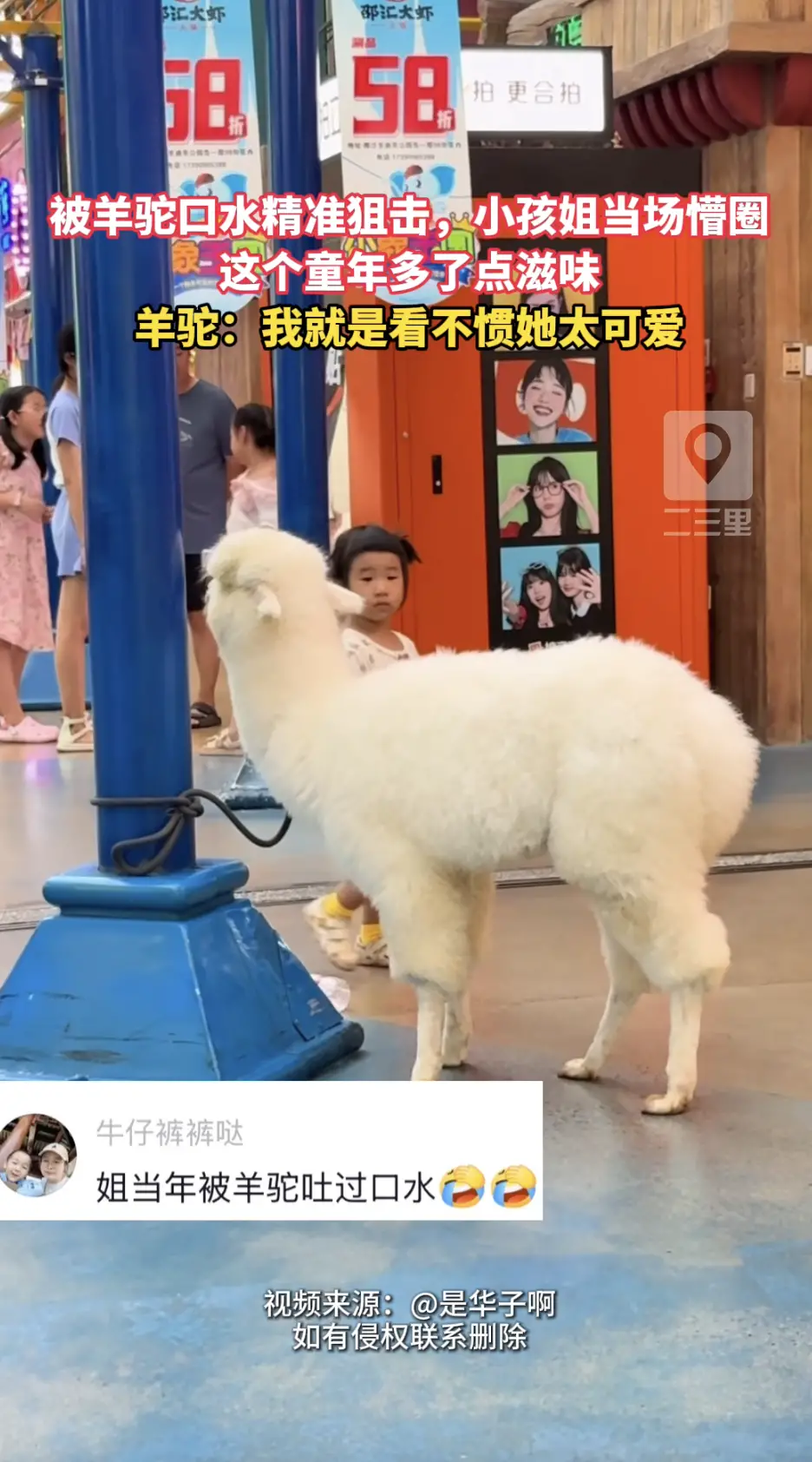 被羊驼精准吐口水，小孩姐当场懵了