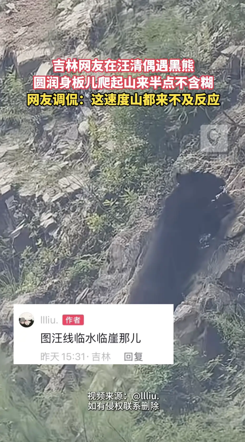 吉林网友偶遇黑熊爬山，头回见的人全看愣了。