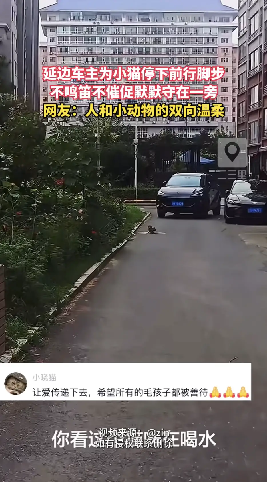 延边街头暖心一幕！车主路上偶遇小猫喝水，主动停车安静等待猫咪